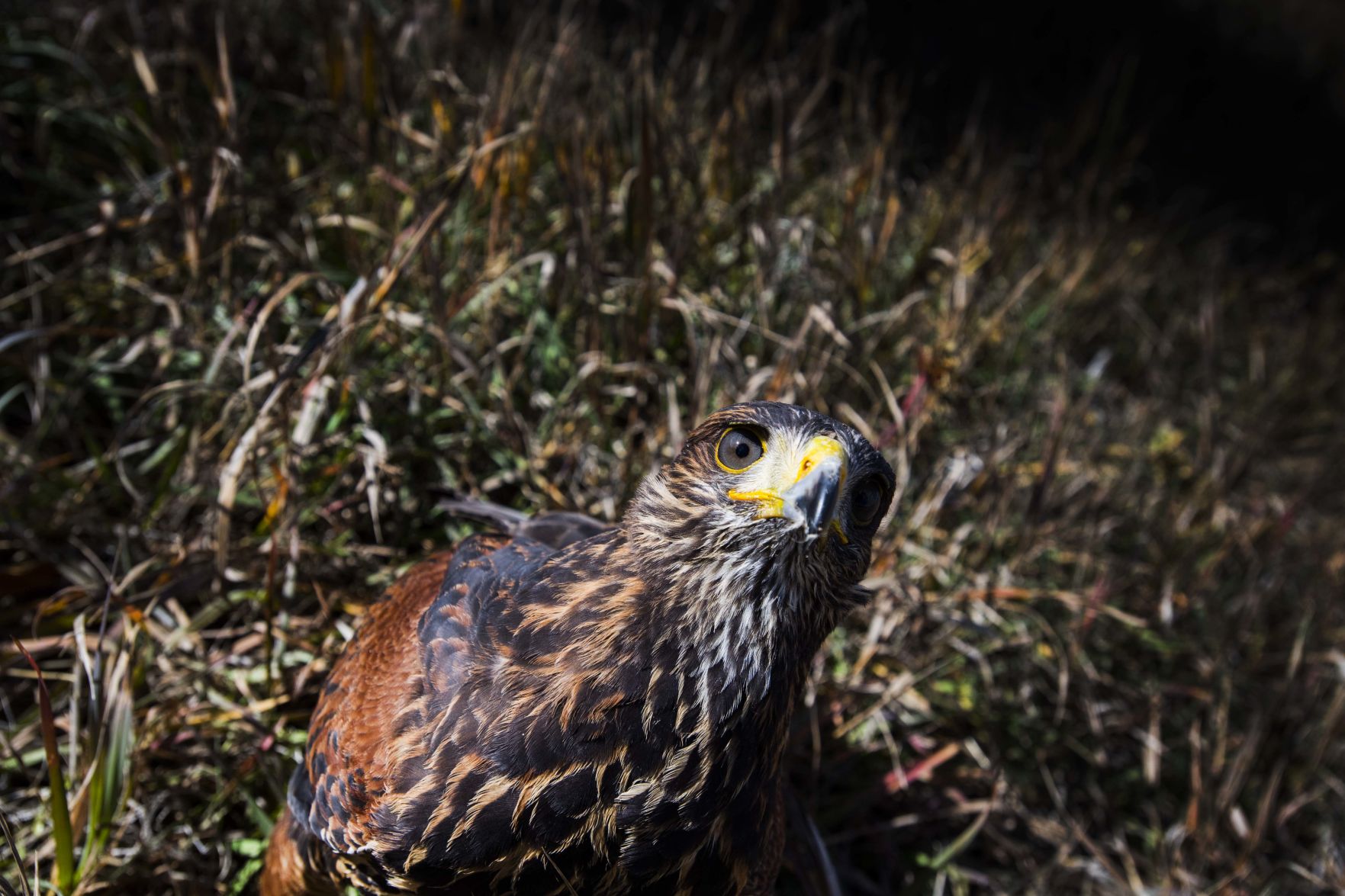 falconry